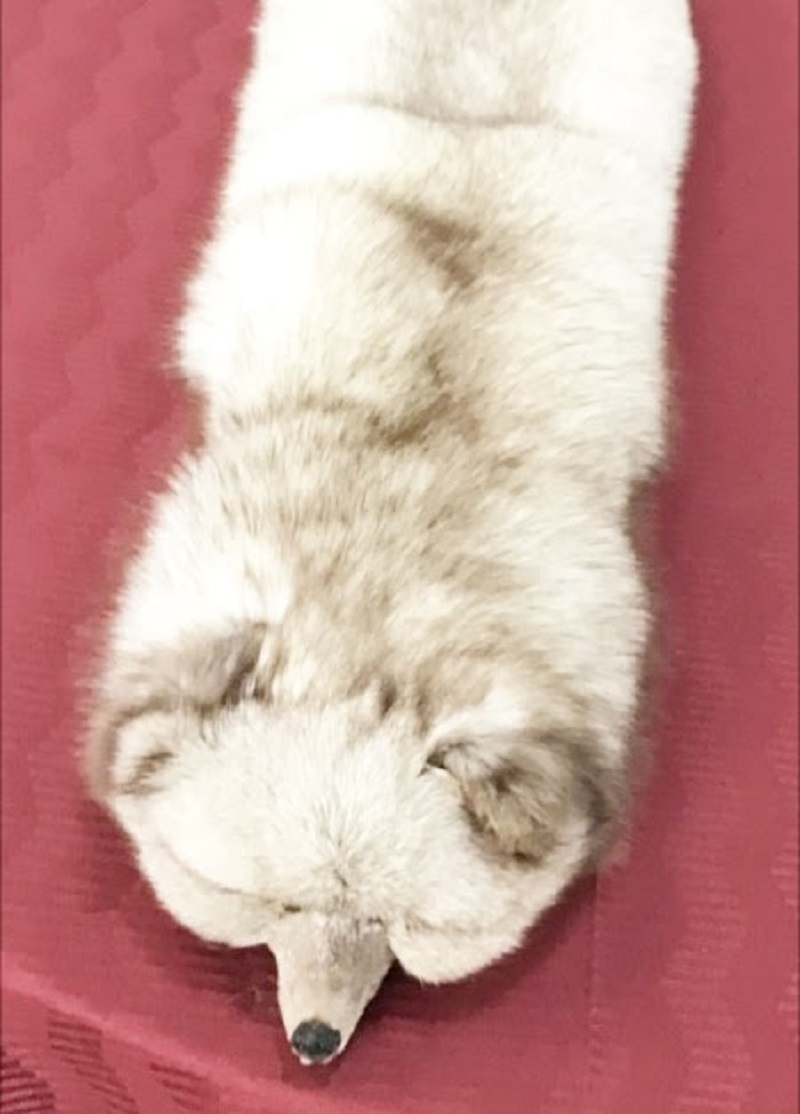 ファーマフラー